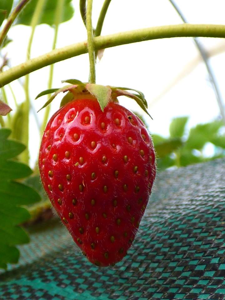Saison des fraises!